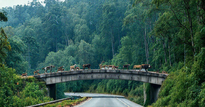 Passagem de Fauna em Rodovias: Uma Solução Eficaz